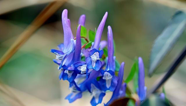 优雅的奇花异草共10种，每一种都让人们感到温柔！