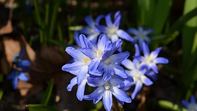 优雅的奇花异草共10种，每一种都让人们感到温柔！