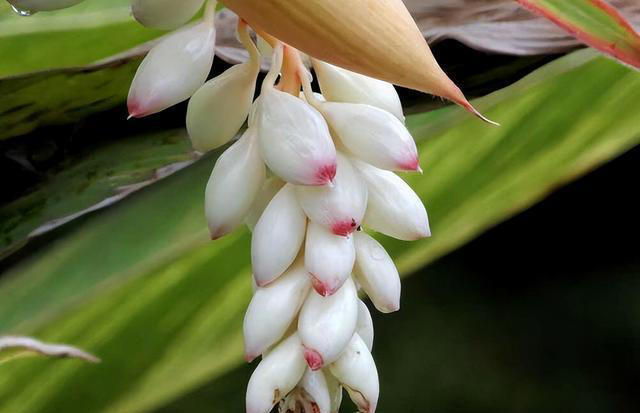 优雅的奇花异草共10种，每一种都让人们感到温柔！