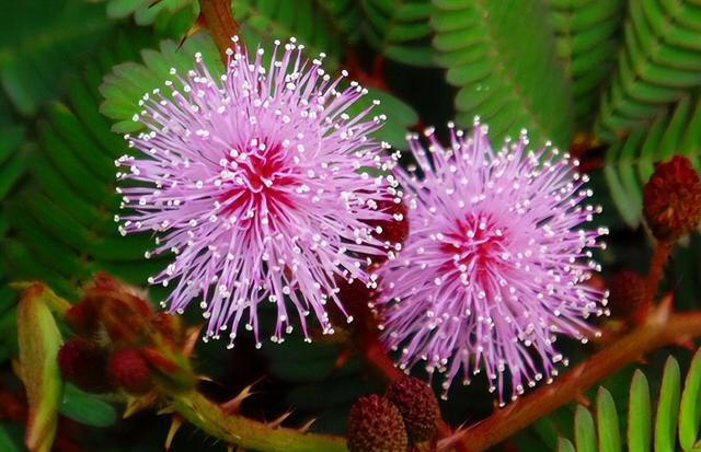 优雅的奇花异草共10种，每一种都让人们感到温柔！