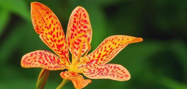 优雅的奇花异草共10种，每一种都让人们感到温柔！