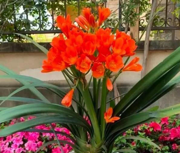 这些花真健康，摆在家里空气清新惹人爱，你家养过几种？