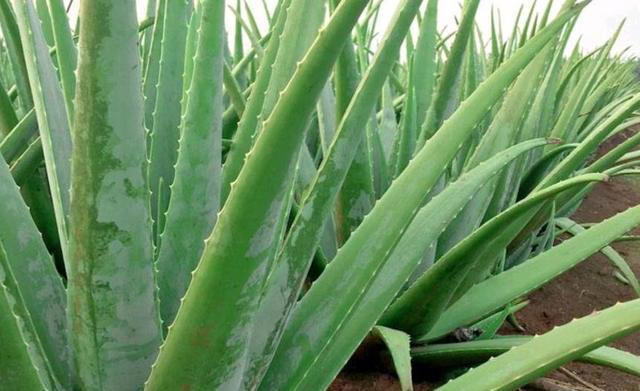 这些花真健康，摆在家里空气清新惹人爱，你家养过几种？