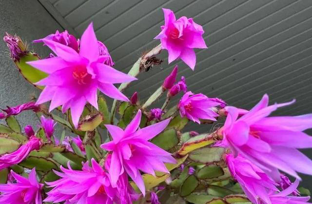 这些花真健康，摆在家里空气清新惹人爱，你家养过几种？