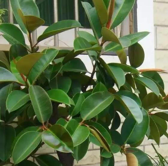 这些花真健康，摆在家里空气清新惹人爱，你家养过几种？