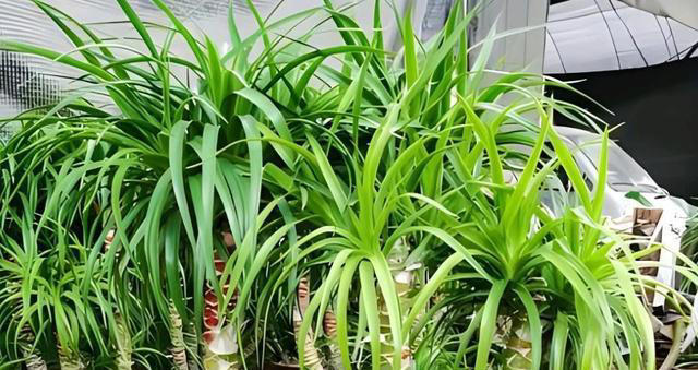 这些花真健康，摆在家里空气清新惹人爱，你家养过几种？