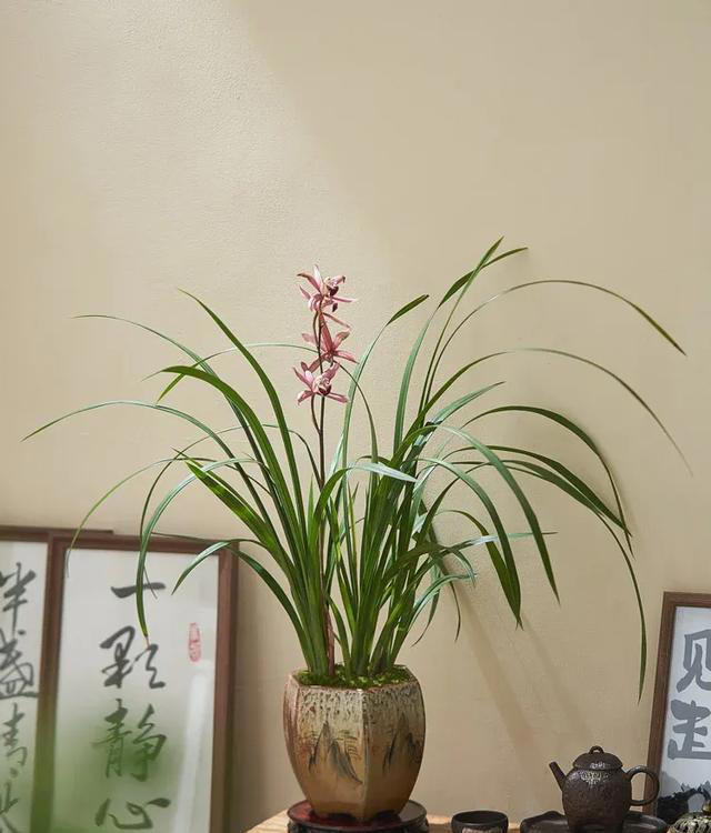 你养什么样的花，就是什么样的人