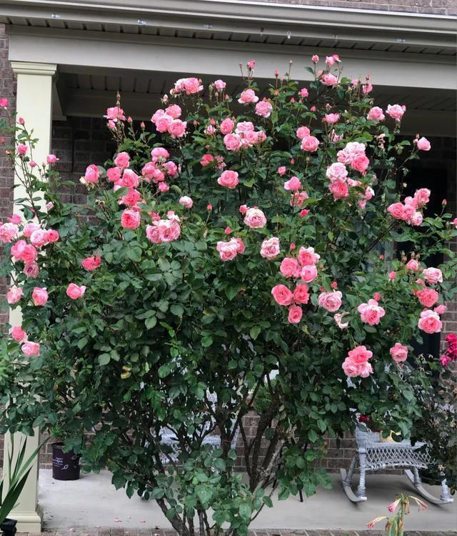 你养什么样的花，就是什么样的人