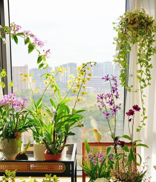 你养什么样的花，就是什么样的人