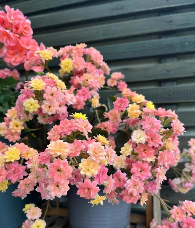 你养什么样的花，就是什么样的人