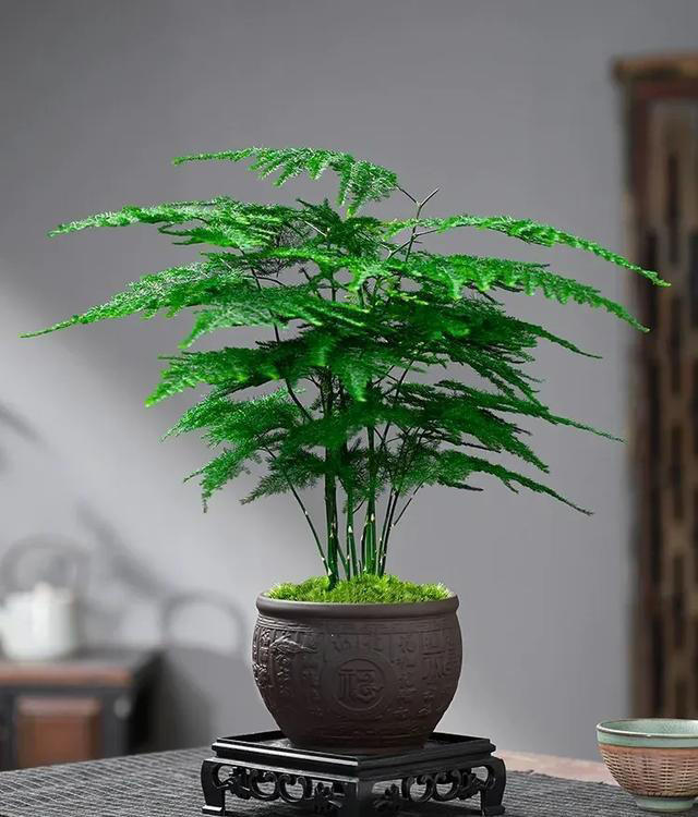 你养什么样的花，就是什么样的人