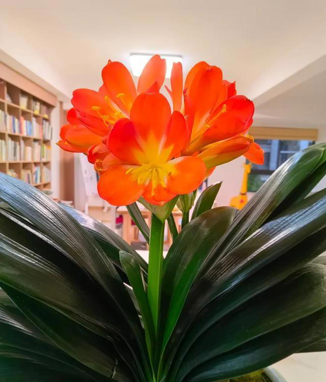 你养什么样的花，就是什么样的人