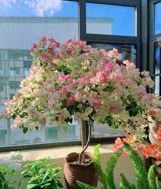 你养什么样的花，就是什么样的人