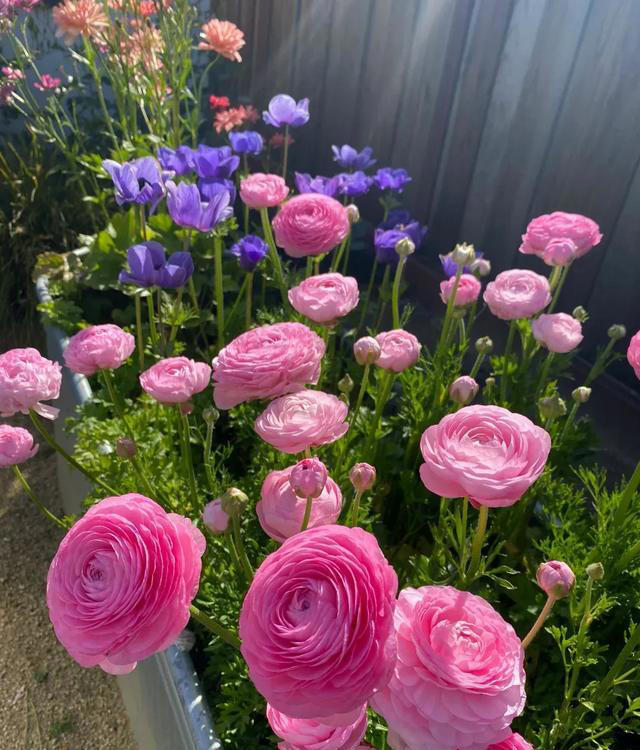 你养什么样的花，就是什么样的人