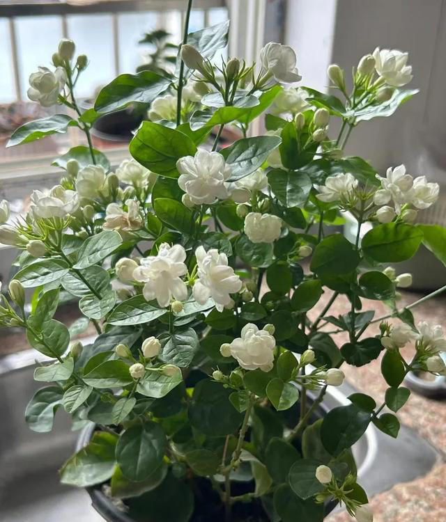 你养什么样的花，就是什么样的人