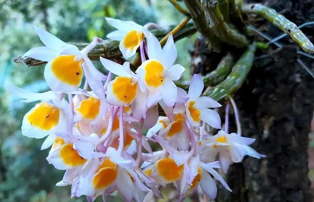 秋天居家养花，推荐你养这5种，皮实好养有格调，值得拥有