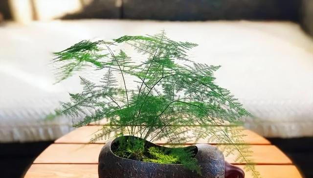 秋天居家养花，推荐你养这5种，皮实好养有格调，值得拥有