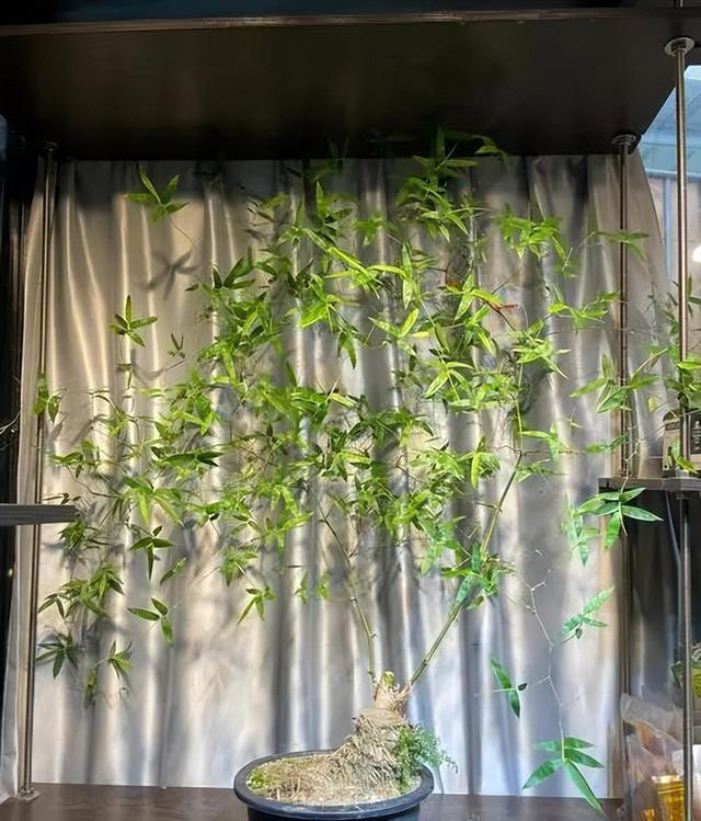 秋天居家养花，推荐你养这5种，皮实好养有格调，值得拥有