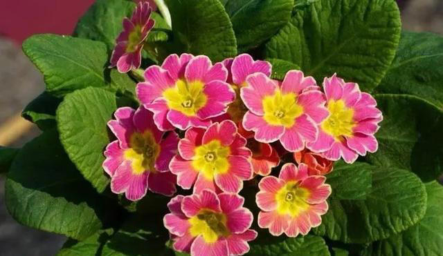 秋天居家养花，推荐你养这5种，皮实好养有格调，值得拥有