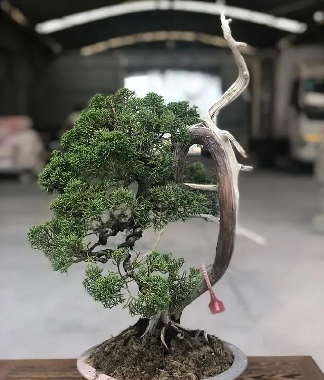 秋天居家养花，推荐你养这5种，皮实好养有格调，值得拥有