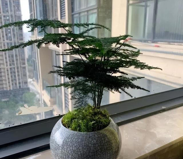 秋天居家养花，推荐你养这5种，皮实好养有格调，值得拥有