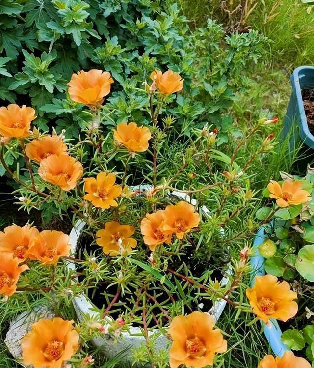 多季节有花赏的6种花，皮实好养爱开花，轻松爆盆惹人爱