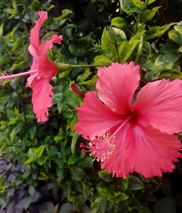 多季节有花赏的6种花，皮实好养爱开花，轻松爆盆惹人爱