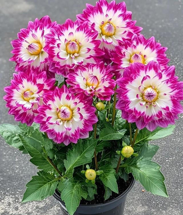 在家养这“7种花”,种一次,年年开花,越养越多。