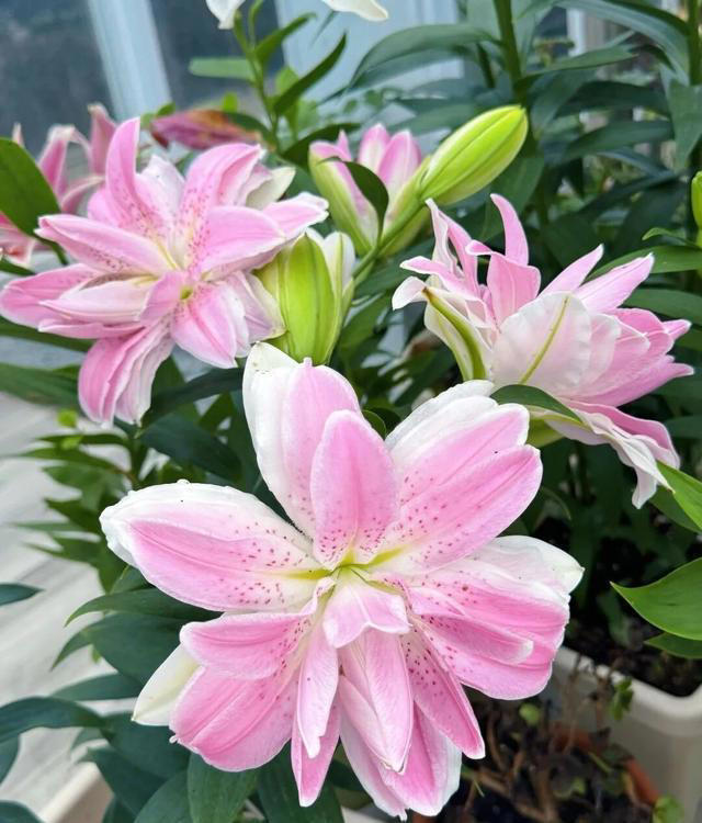 在家养这“7种花”，种一次，年年开花，越养越多。