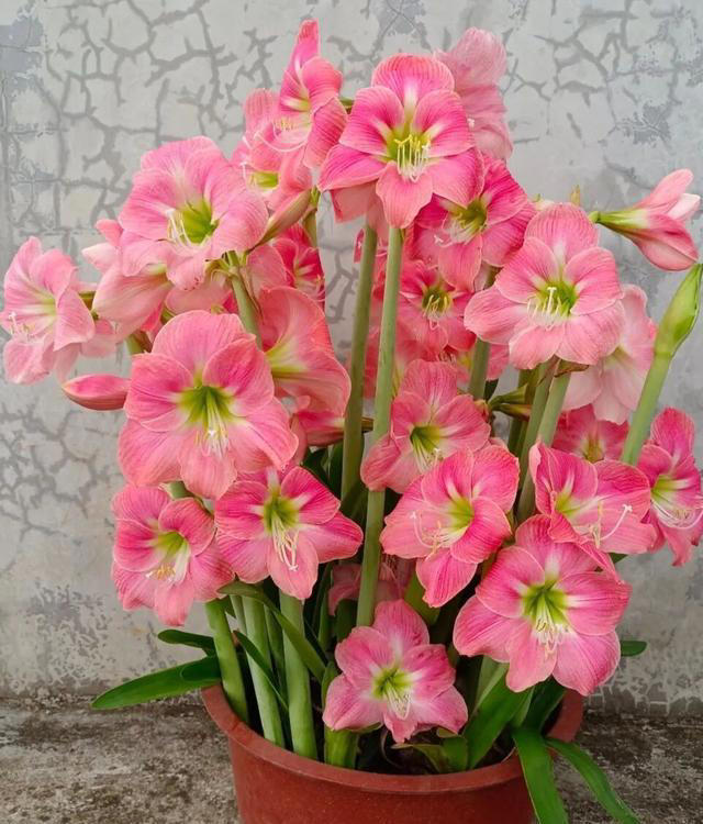 在家养这“7种花”，种一次，年年开花，越养越多。