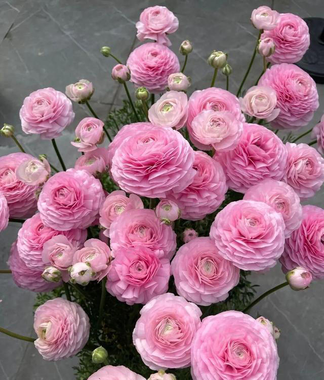 在家养这“7种花”，种一次，年年开花，越养越多。