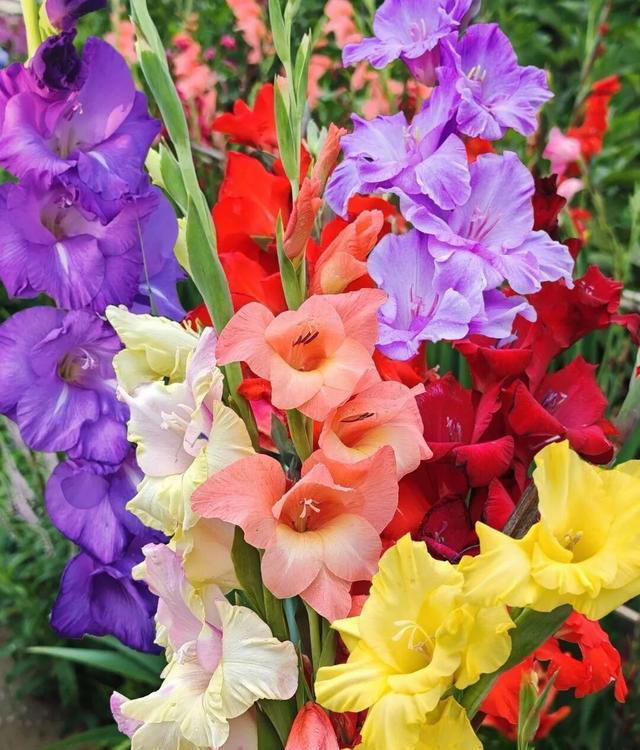 在家养这“7种花”，种一次，年年开花，越养越多。