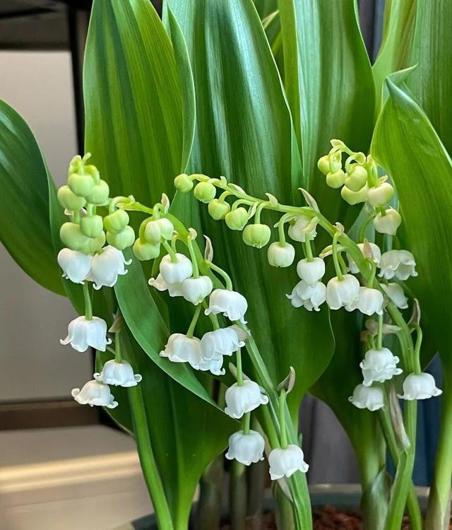 在家养这“7种花”，种一次，年年开花，越养越多。