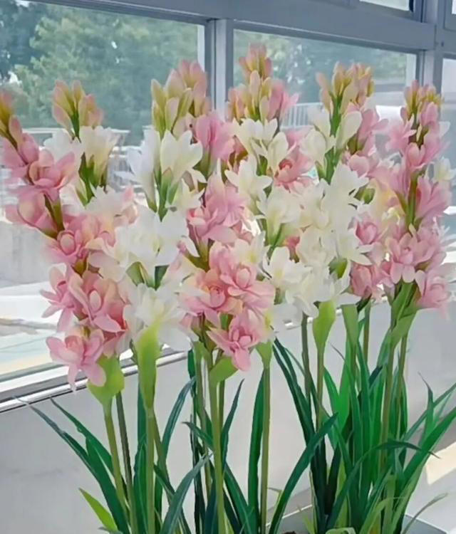 在家养这“7种花”，种一次，年年开花，越养越多。