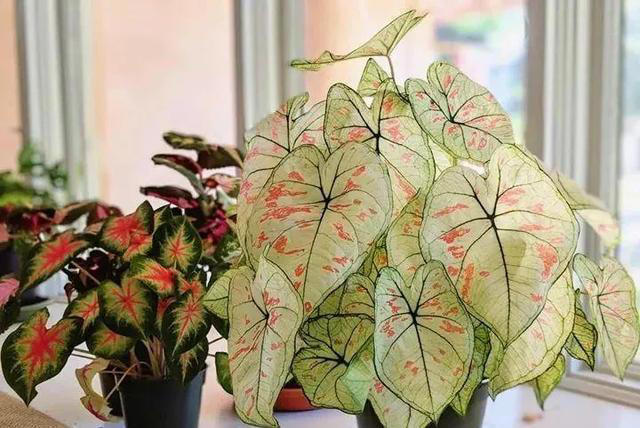 适合新手养的“8种花”，好养漂亮“寓意好”，总有一种你喜欢