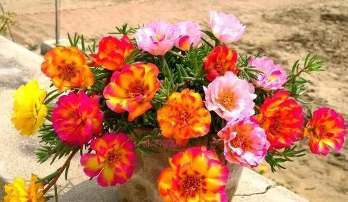 适合新手养的“8种花”，好养漂亮“寓意好”，总有一种你喜欢