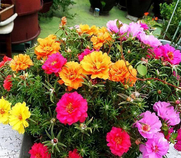 适合新手养的“8种花”，好养漂亮“寓意好”，总有一种你喜欢