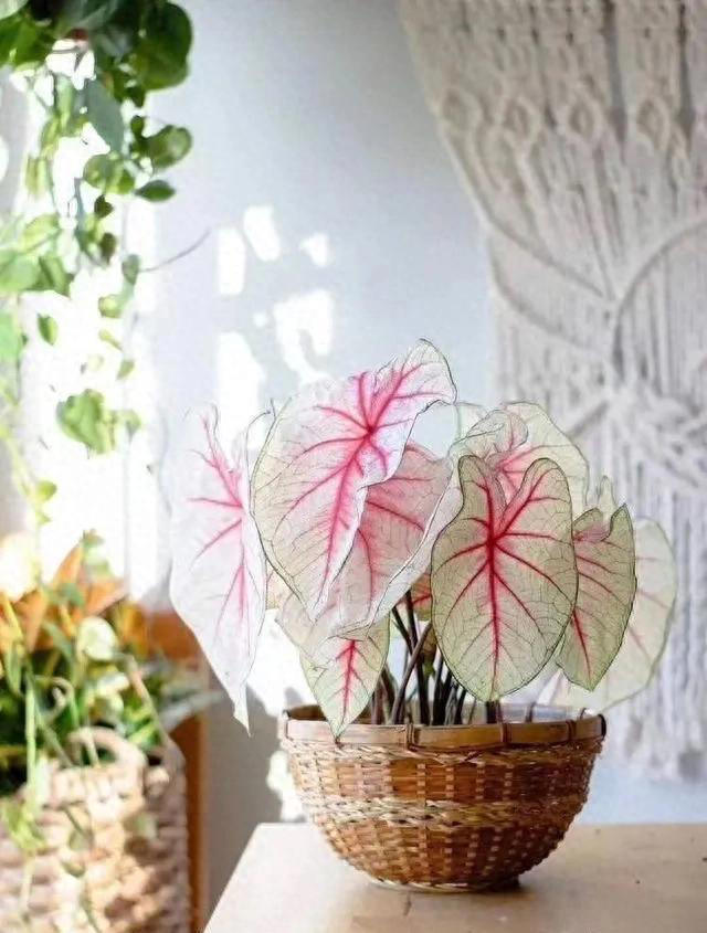 适合新手养的“8种花”，好养漂亮“寓意好”，总有一种你喜欢