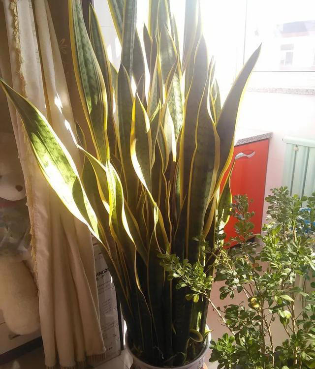 适合新手养的“8种花”，好养漂亮“寓意好”，总有一种你喜欢