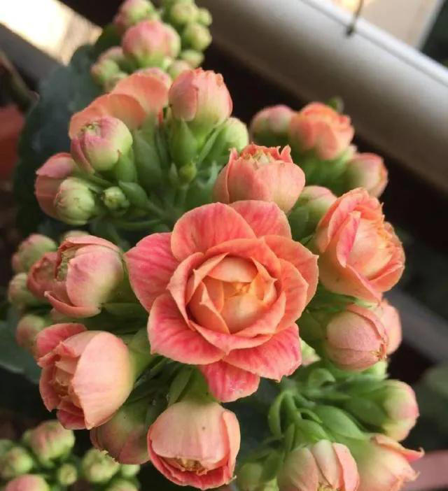 适合新手养的“8种花”，好养漂亮“寓意好”，总有一种你喜欢