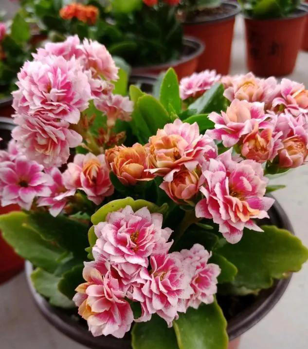 适合新手养的“8种花”，好养漂亮“寓意好”，总有一种你喜欢