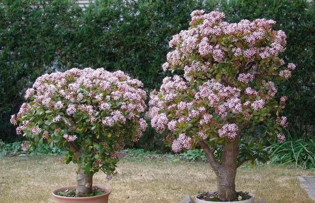 适合新手养的“8种花”，好养漂亮“寓意好”，总有一种你喜欢