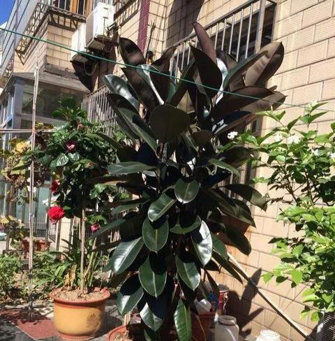 适合新手养的“8种花”，好养漂亮“寓意好”，总有一种你喜欢