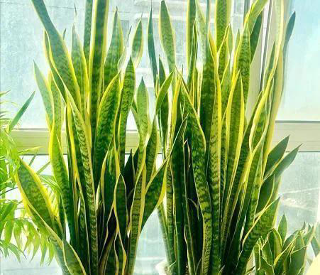 适合新手养的“8种花”，好养漂亮“寓意好”，总有一种你喜欢