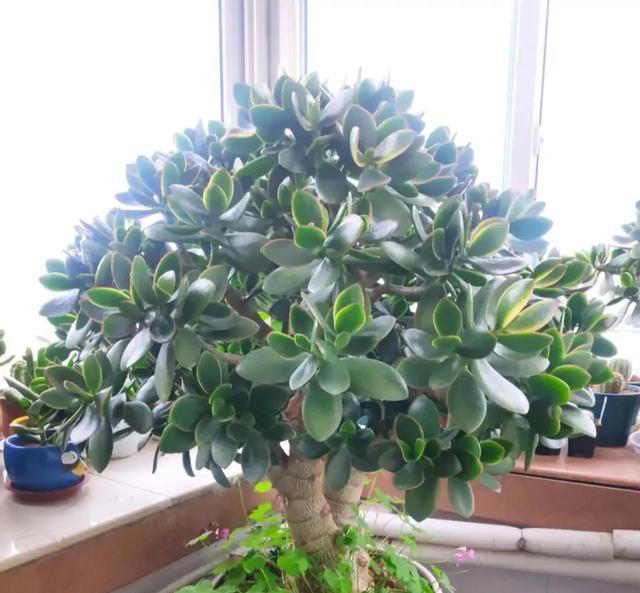 适合新手养的“8种花”，好养漂亮“寓意好”，总有一种你喜欢