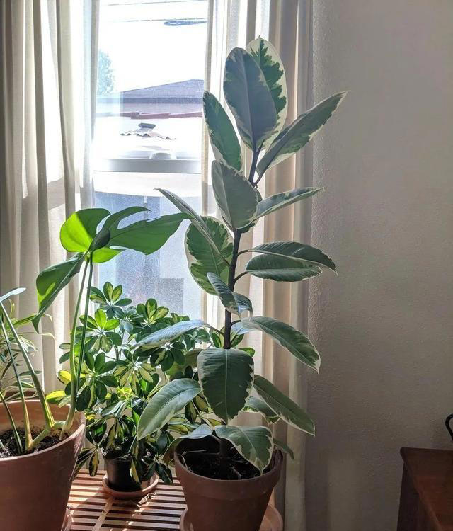 适合新手养的“8种花”，好养漂亮“寓意好”，总有一种你喜欢