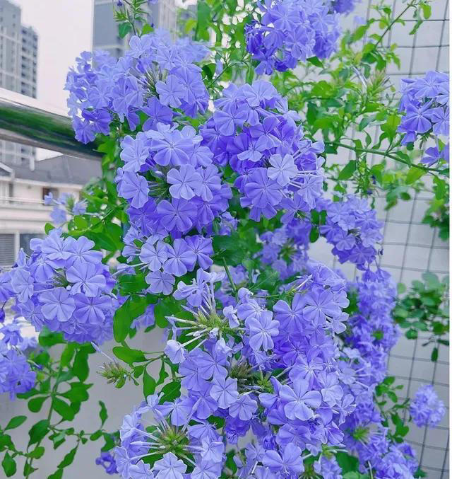 适合新手养的“8种花”，好养漂亮“寓意好”，总有一种你喜欢