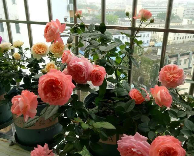 适合新手养的“8种花”，好养漂亮“寓意好”，总有一种你喜欢