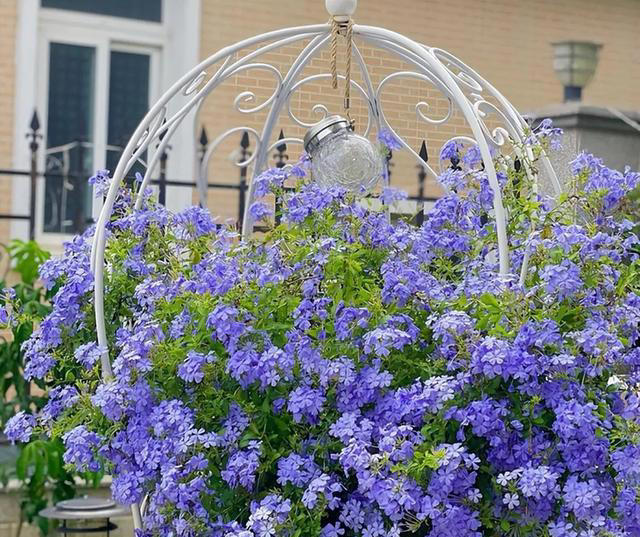 适合新手养的“8种花”，好养漂亮“寓意好”，总有一种你喜欢