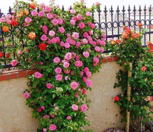 适合新手养的“8种花”，好养漂亮“寓意好”，总有一种你喜欢